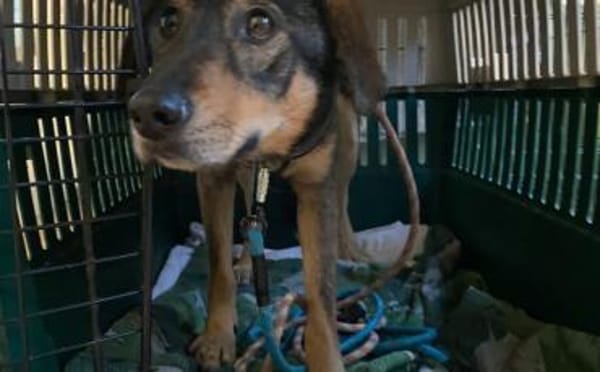 Daphne will endlich vertrauen