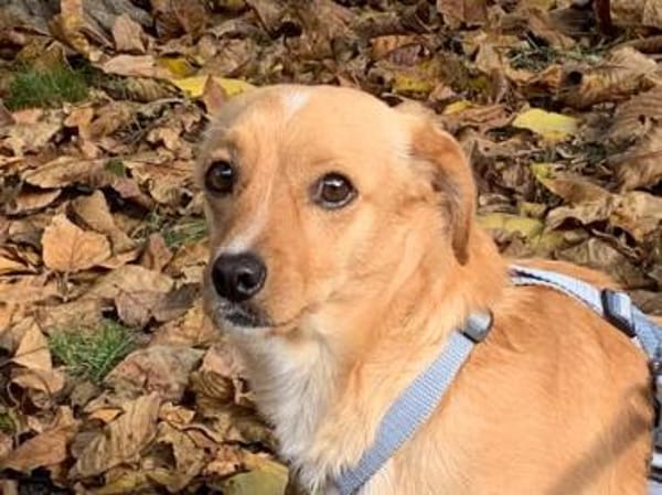 Coco möchte zu Ihnen gehören