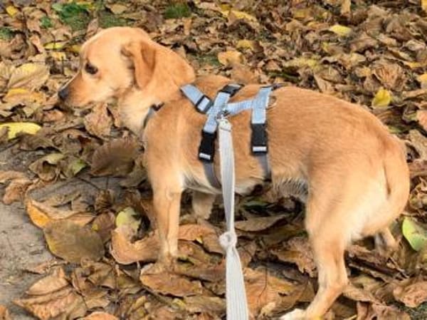 Coco möchte zu Ihnen gehören