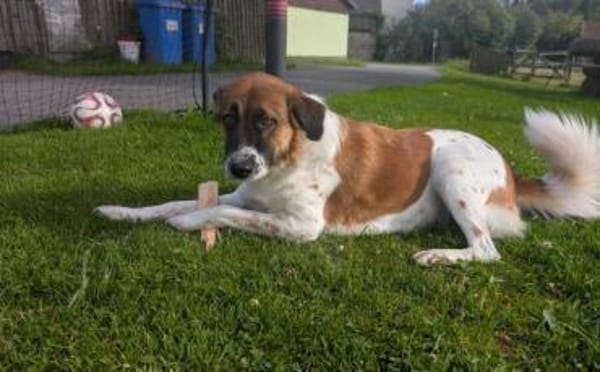 Khaleesi wartet bereits auf dich