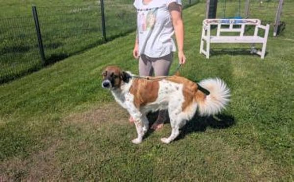 Khaleesi wartet bereits auf dich