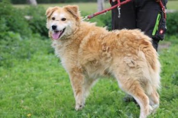 Bailey - hübscher, aufgeweckter Rüde