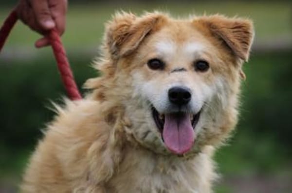 Bailey - hübscher, aufgeweckter Rüde