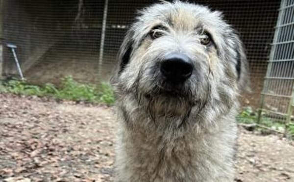 Fiete - sanfter Riese sucht Zuhause