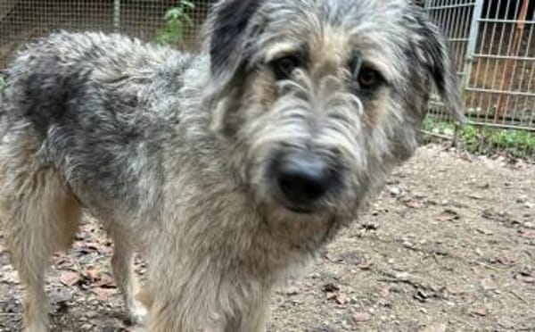 Fiete - sanfter Riese sucht Zuhause