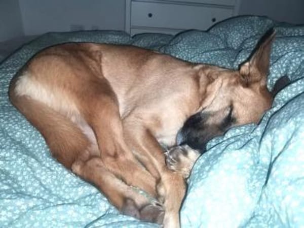 Pepe - NOTFALL braucht starke Menschen