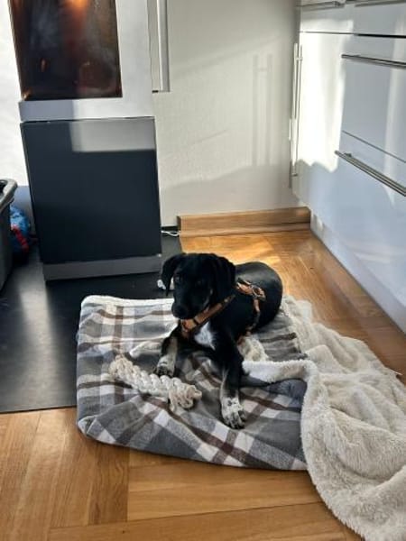 🐾 Neo  junger Hund sucht sein Für-imme