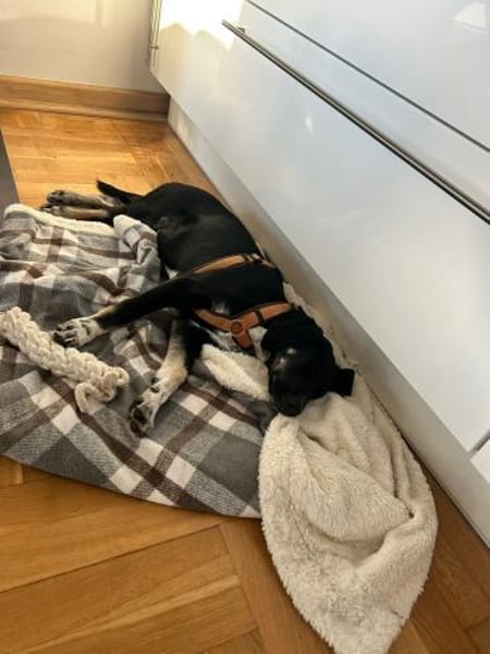 🐾 Neo  junger Hund sucht sein Für-imme