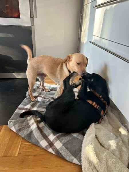 🐾 Neo  junger Hund sucht sein Für-imme