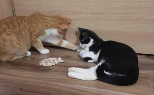 Garfield - Schönheit sucht Familie