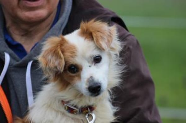 Jamilo - sehr zutraulich u. lieb