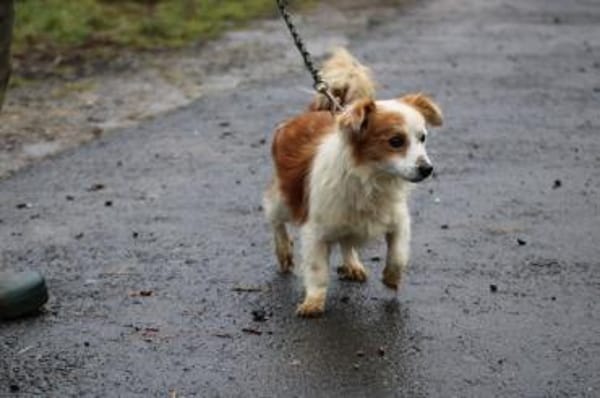 Jamilo - sehr zutraulich u. lieb