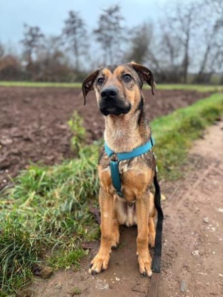 Carlo - Goldschatz sucht seine Familie