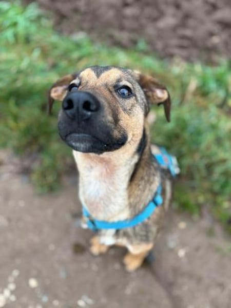 Carlo - Goldschatz sucht seine Familie