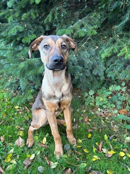 Carlo - Goldschatz sucht seine Familie