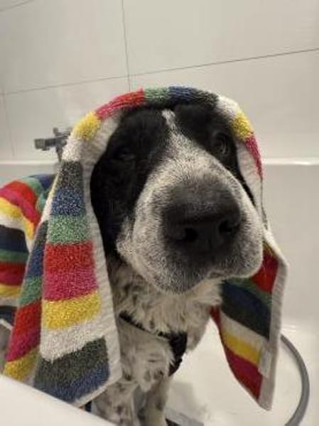 Bandit - wartet in Köln auf sein Zuhause