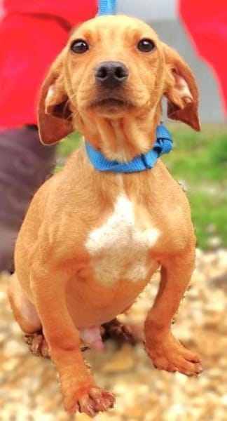 Kleiner BRUNO sucht Familie