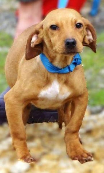 Kleiner BRUNO sucht Familie