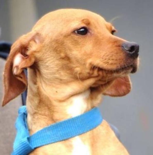 Kleiner BRUNO sucht Familie