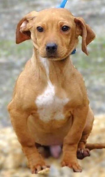 Kleiner BRUNO sucht Familie