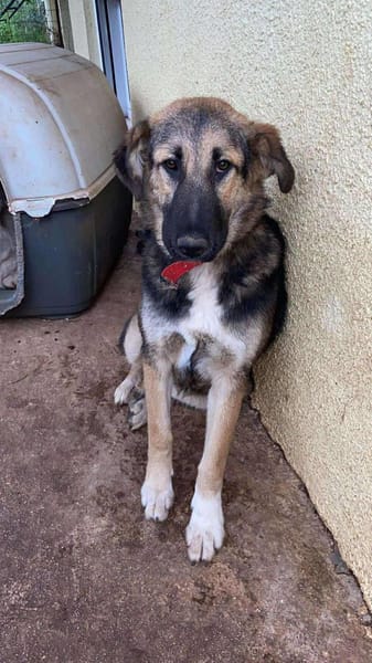 SISSY - verspielt und menschenbezogen