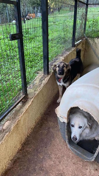 SISSY - verspielt und menschenbezogen