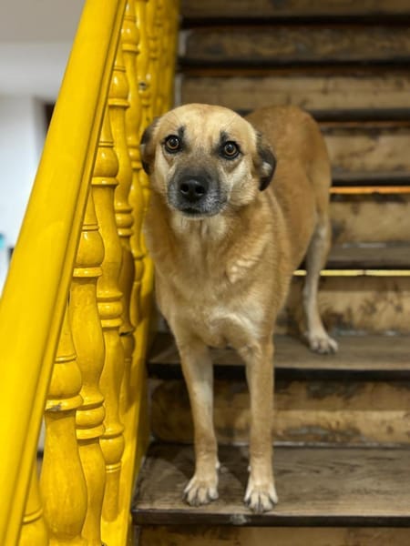 SHORTIE - freundliche Hündin sucht Glück