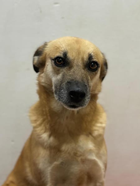 SHORTIE - freundliche Hündin sucht Glück