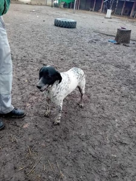 Pötyi, ein Senior sucht Liebe