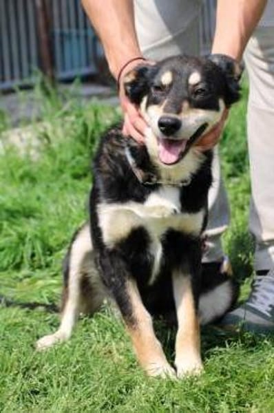 Buta - sehr kinderlieb u. verspielt