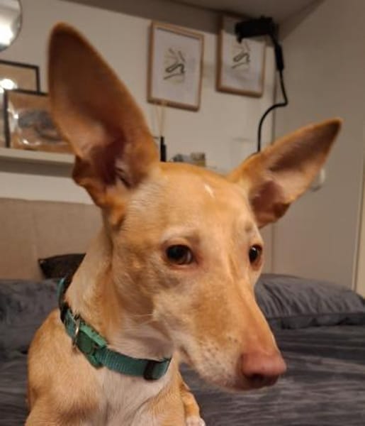 Kinsi sucht ihr Für-Immer-Zuhause