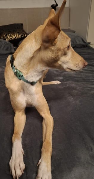 Kinsi sucht ihr Für-Immer-Zuhause