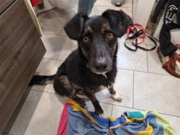 Leif - wartet in 91358 Kunreuth