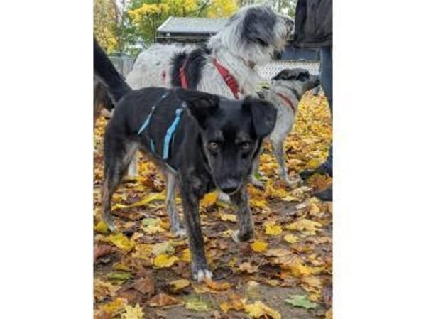 Leif - wartet in 91358 Kunreuth