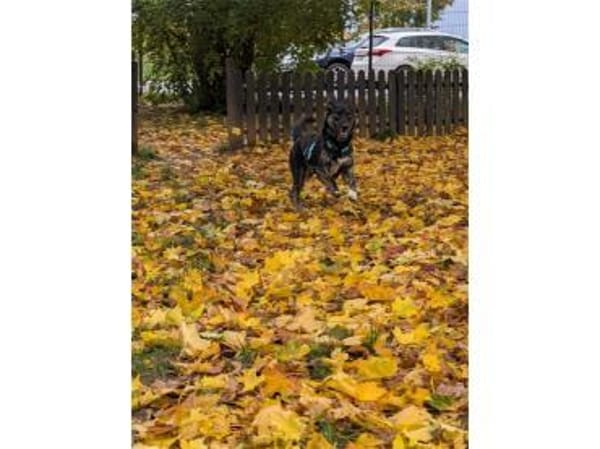 Leif - wartet in 91358 Kunreuth