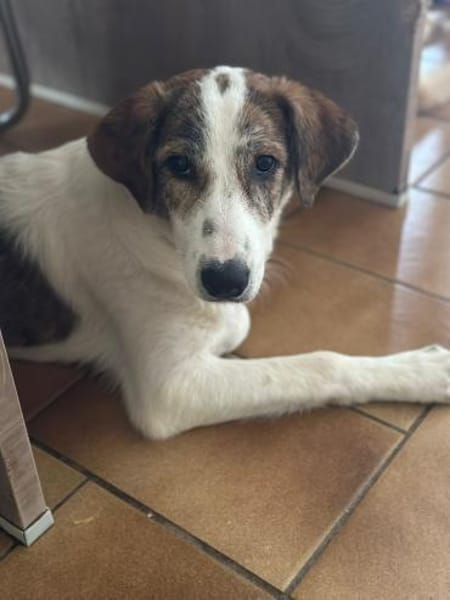 LILOU - pure Niedlichkeit sucht zu Hause