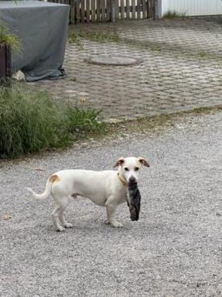 Manolo gibt nicht auf und sucht DIch