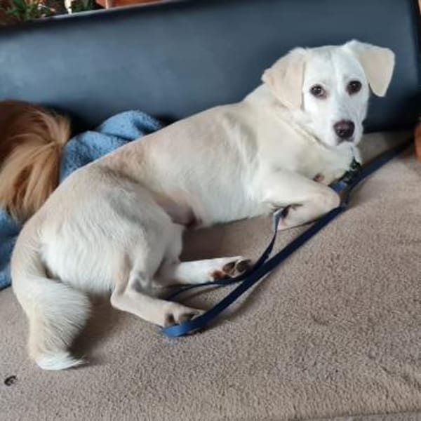 DOLLY - liebenswerte Hündin