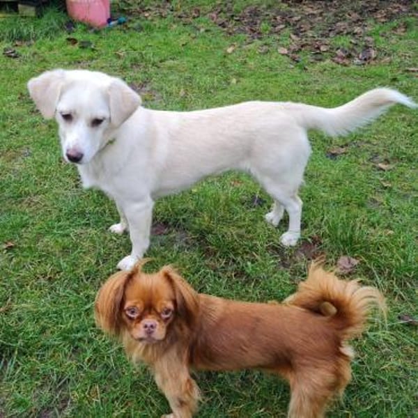 DOLLY - liebenswerte Hündin