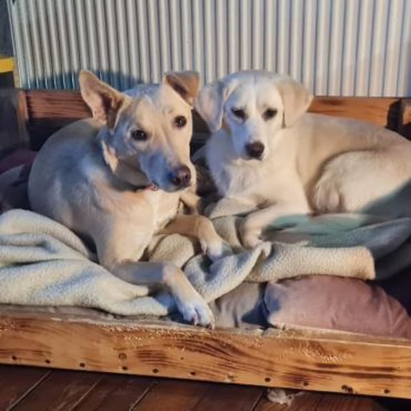 DOLLY - liebenswerte Hündin