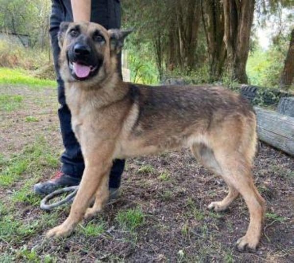 THEA 2 sucht kuscheliges Zuhause