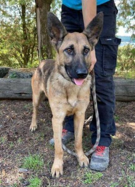 THEA 2 sucht kuscheliges Zuhause