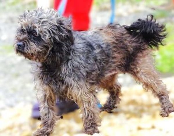 Wer schenkt GINA ein besseres Leben?