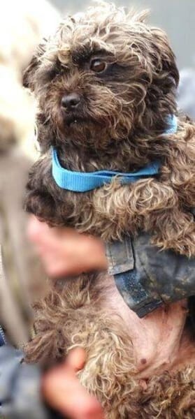 Wer schenkt GINA ein besseres Leben?