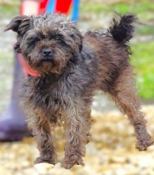 Wer schenkt GINA ein besseres Leben?