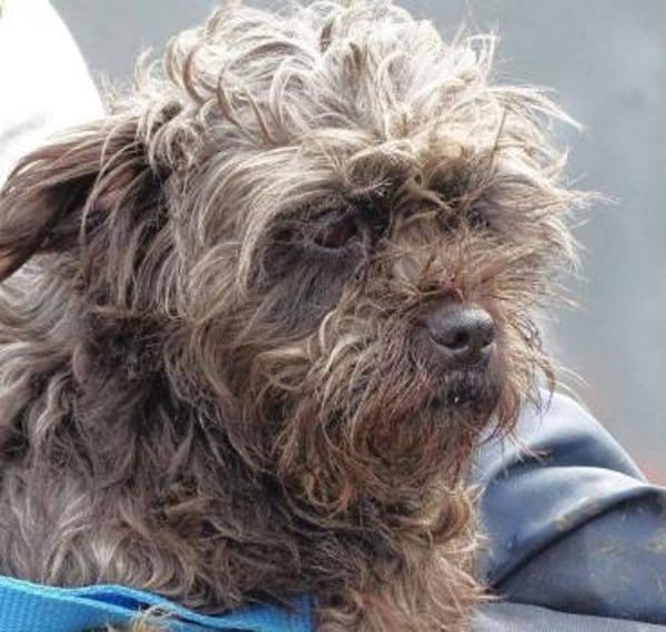 Wer schenkt GINA ein besseres Leben?