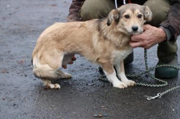 Yara - kinderliebe Junghündin
