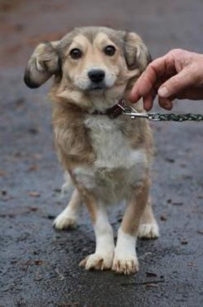 Yara - kinderliebe Junghündin