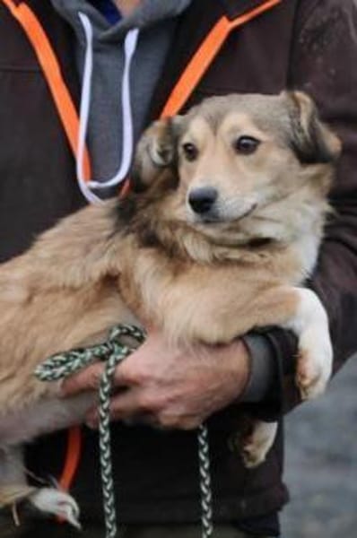 Yara - kinderliebe Junghündin