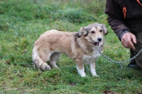 Yara - kinderliebe Junghündin